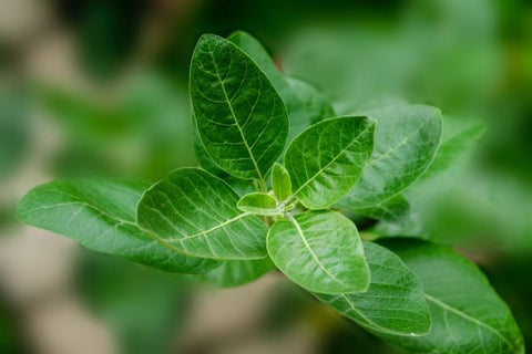 Ashwagandha beneficii, contraindicatii, proprietati si mod de administrare! - Nutriland®