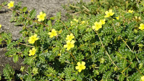 Tribulus terrestris Beneficii, utilizari si precautii pentru sanatate